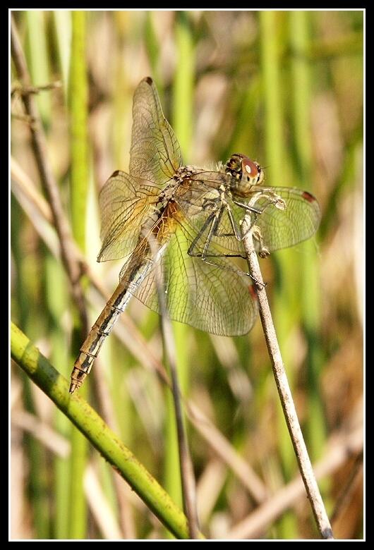 Image of Yellow-winged Darter