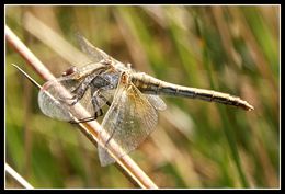 Image of Yellow-winged Darter