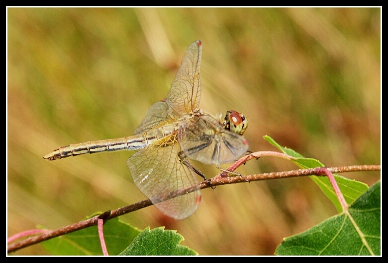 Image of Yellow-winged Darter