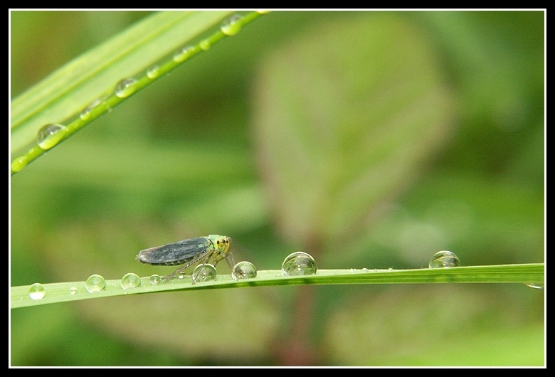 Image of Cicadella viridis (Linnaeus 1758)