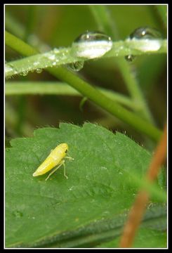 Image of Cicadella viridis (Linnaeus 1758)