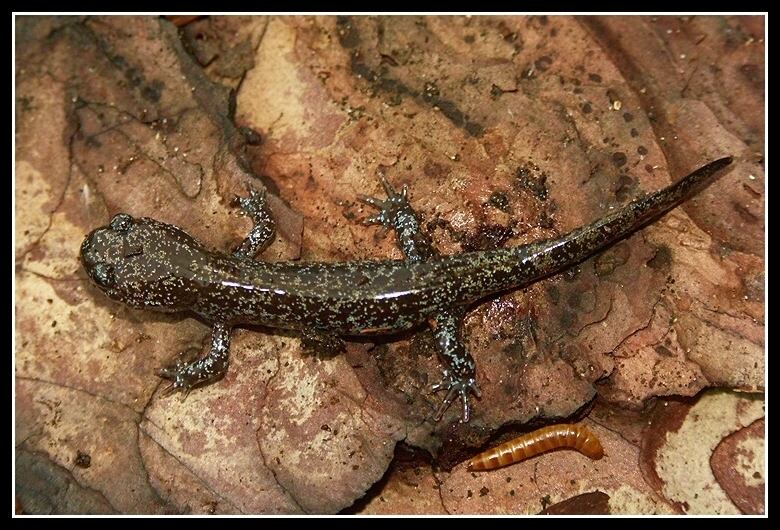 Image de Hynobius lichenatus Boulenger 1883