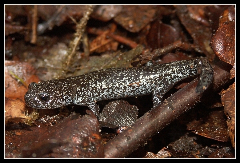 Image de Hynobius lichenatus Boulenger 1883