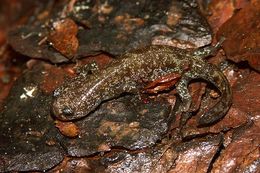 Image de Hynobius lichenatus Boulenger 1883