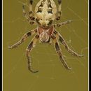 Image of Furrow spiders