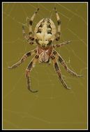 Sivun Ruokohämähäkki kuva
