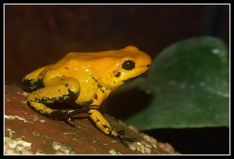 Image of Golden Poison Frog