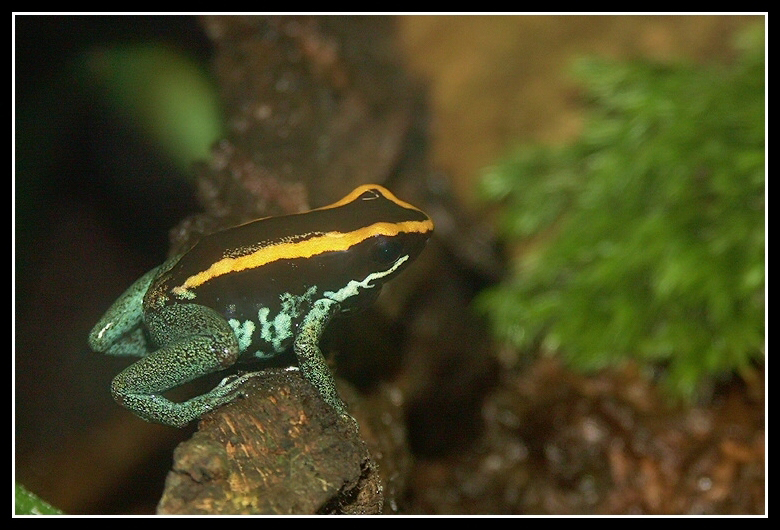 Image of Golfodulcean Poison Frog