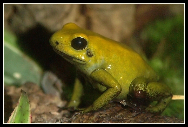 Image of Black-legged Poison Frog