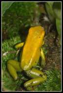 Image of Black-legged Poison Frog