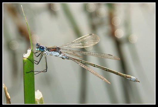 Image of Common Emerald Damselfly