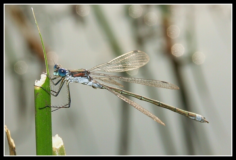 Imagem de Lestes sponsa (Hansemann 1823)