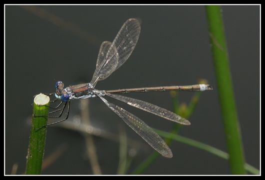 Image of Common Emerald Damselfly