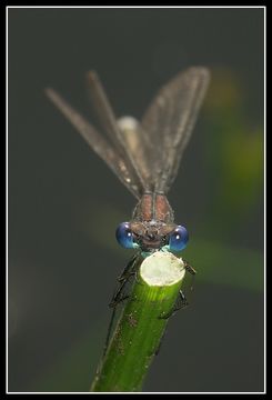 Image of Common Emerald Damselfly