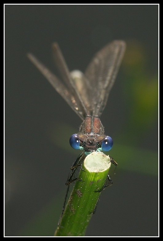 Image of Common Emerald Damselfly