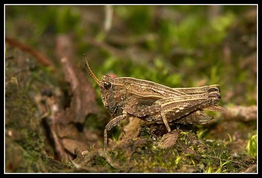 Image of common ground-hopper