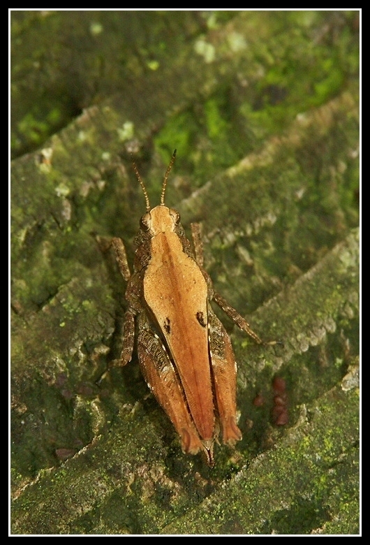 Image of common ground-hopper