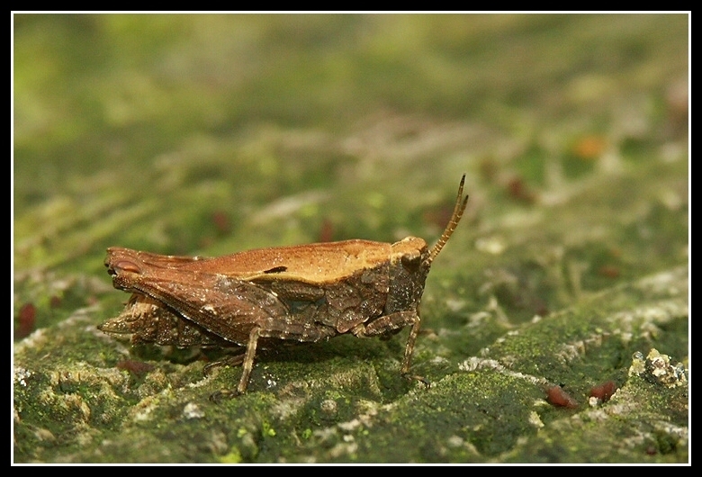 Image of common ground-hopper