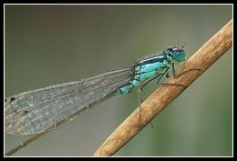 Image of Common Bluetail
