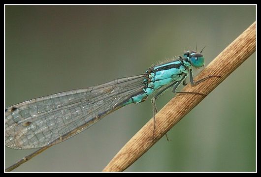 Imagem de Ischnura elegans (Vander Linden 1820)