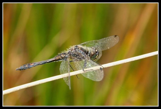 Image of black darter