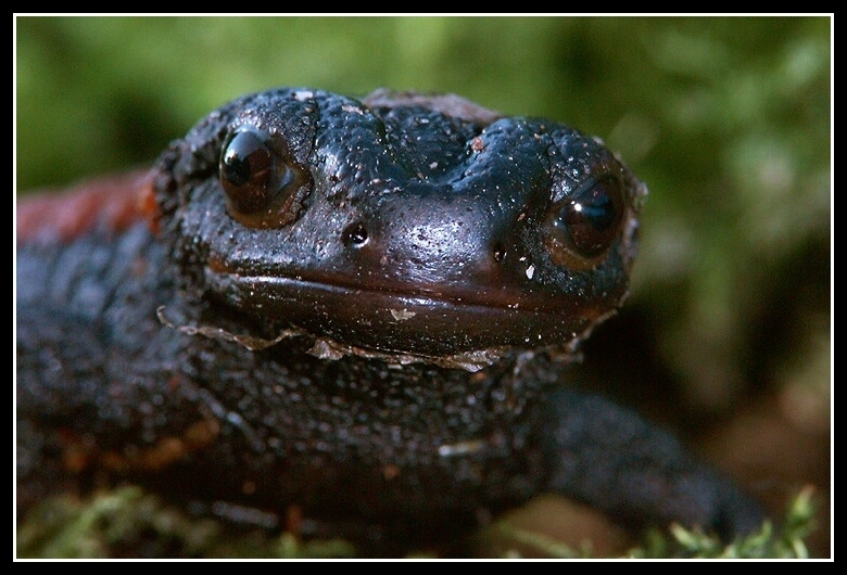 Image of Kweichow crocodile newt