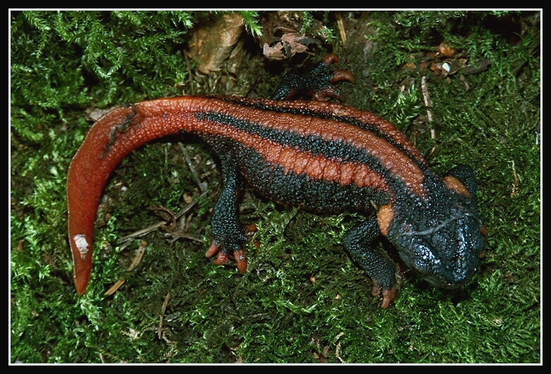 Image of Kweichow crocodile newt