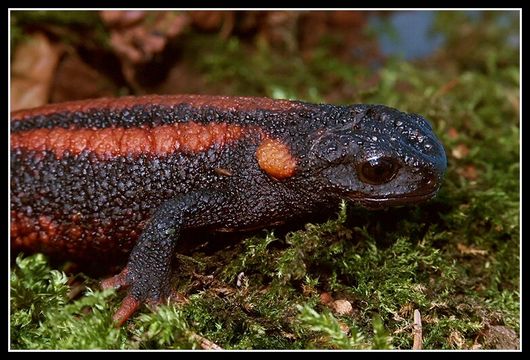 Image of Kweichow crocodile newt