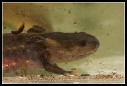 Image of Kweichow crocodile newt