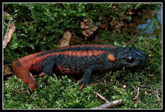 Image of Kweichow crocodile newt