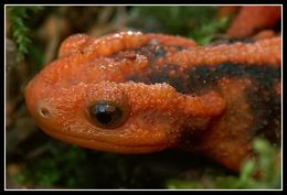 Image of Emperor newt