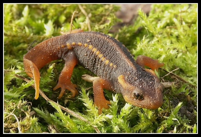 Image of Crocodile Newt