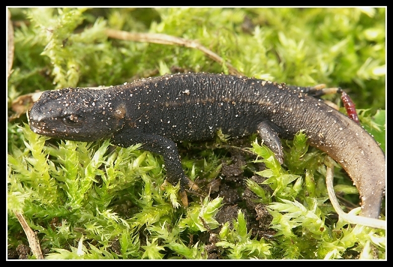 Image of Kweichow crocodile newt