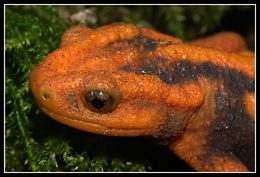 Image of Emperor newt