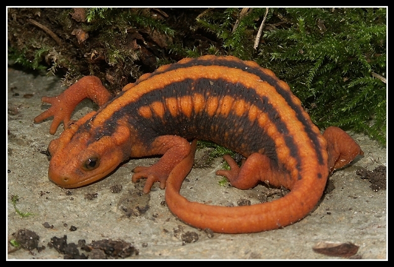 Image of Emperor newt