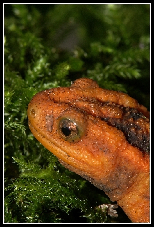 Image of Emperor newt