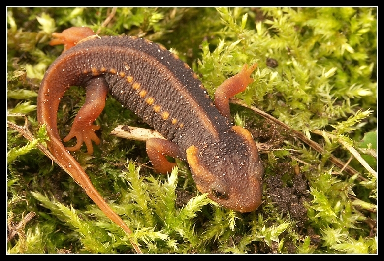 Image of Crocodile Newt