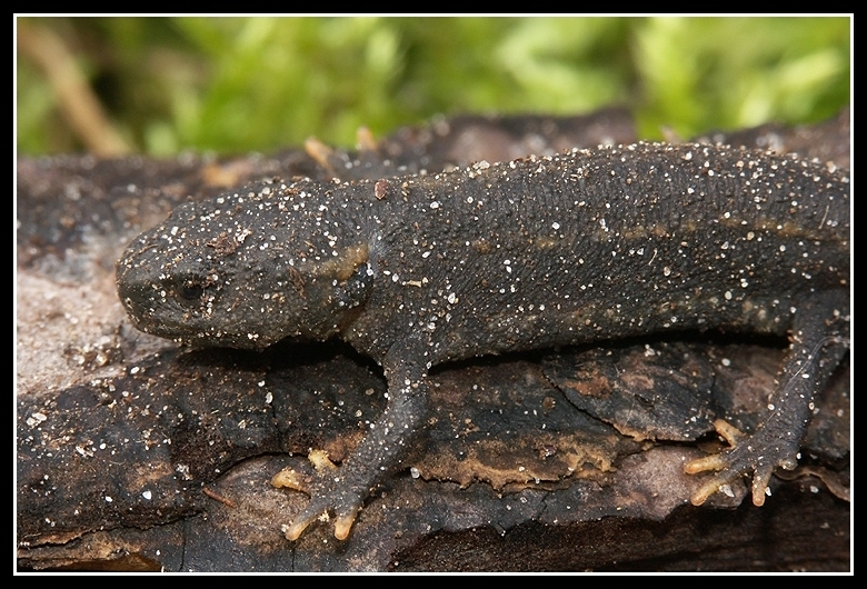 Image of Kweichow crocodile newt