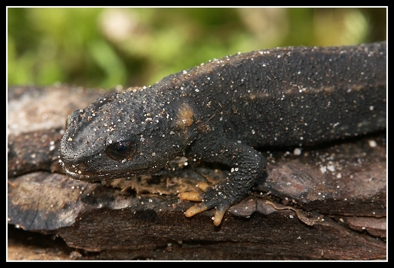 Image of Kweichow crocodile newt