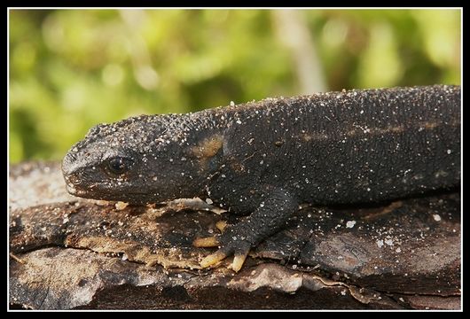 Image of Kweichow crocodile newt