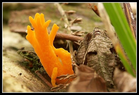 Image of Calocera viscosa (Pers.) Fr. 1821