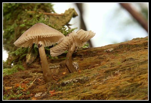 Mycena galericulata (Scop.) Gray 1821 resmi