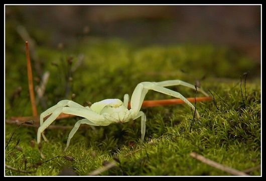 Image of Crab spider