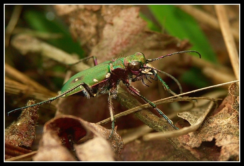 Image of Green tiger beetle