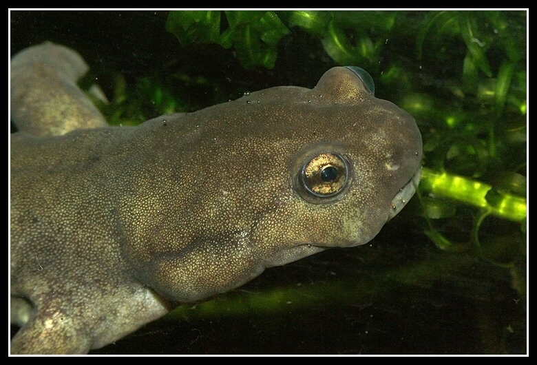 Image of Semirechensk Salamander