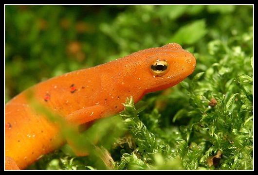 Image of Eastern Newt