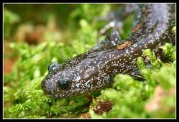 Image de Hynobius lichenatus Boulenger 1883