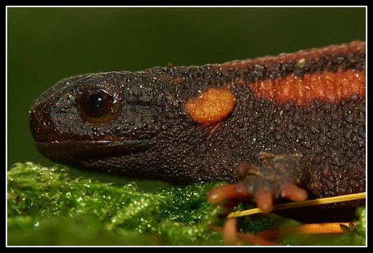 Image of Kweichow crocodile newt