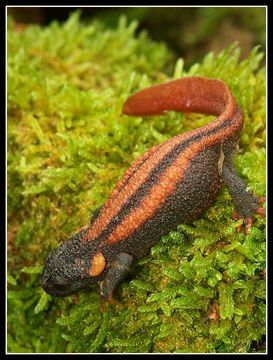 Image of Kweichow crocodile newt