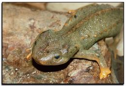 Image of Vietnamese Crocodile Newt